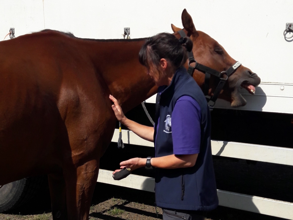 When the shoulder is sensitive, working the meridian energy off the horse