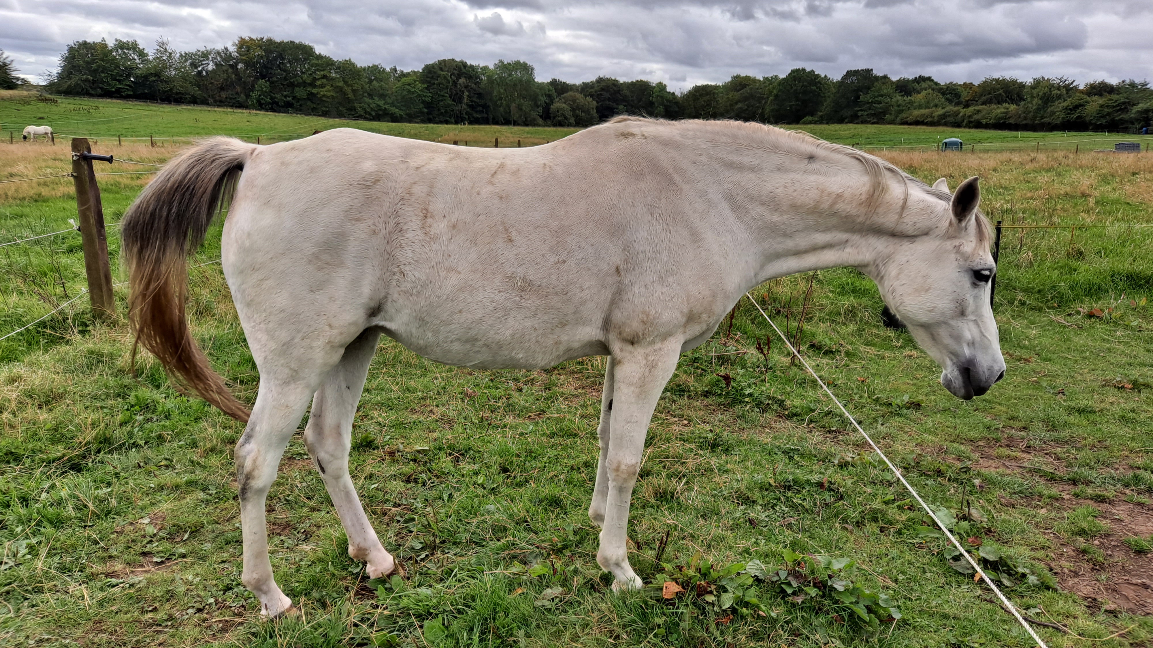 Working a hind leg meridian