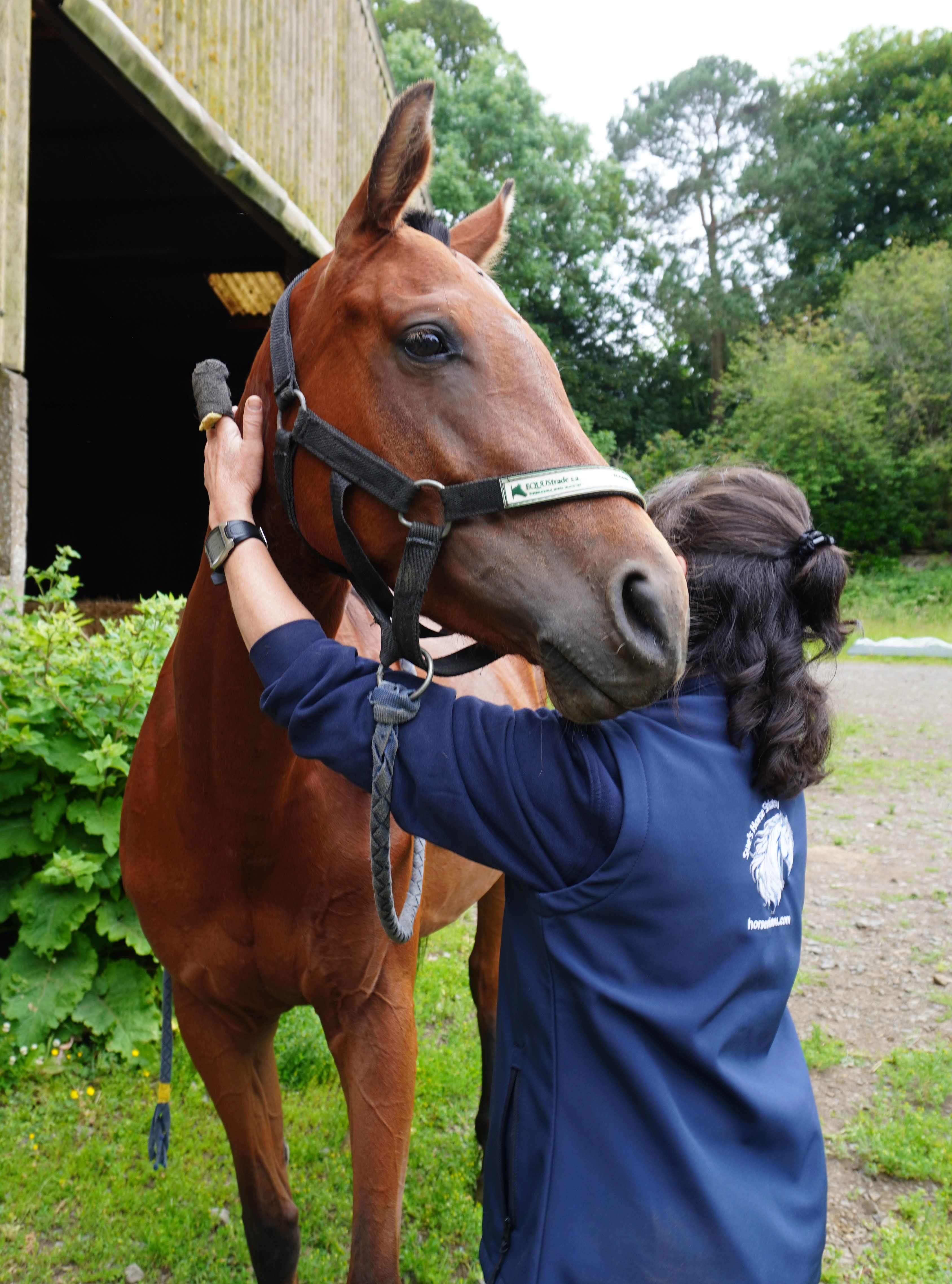 Sue working on a horse's head