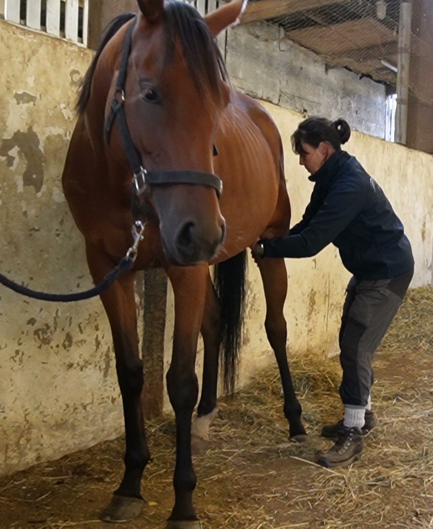 Working a hind leg meridian