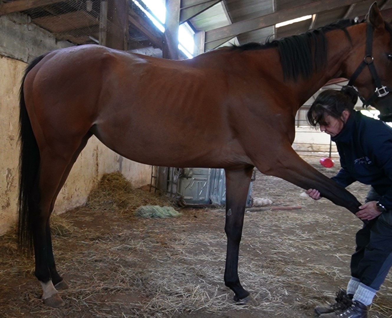 Stretching Right front leg