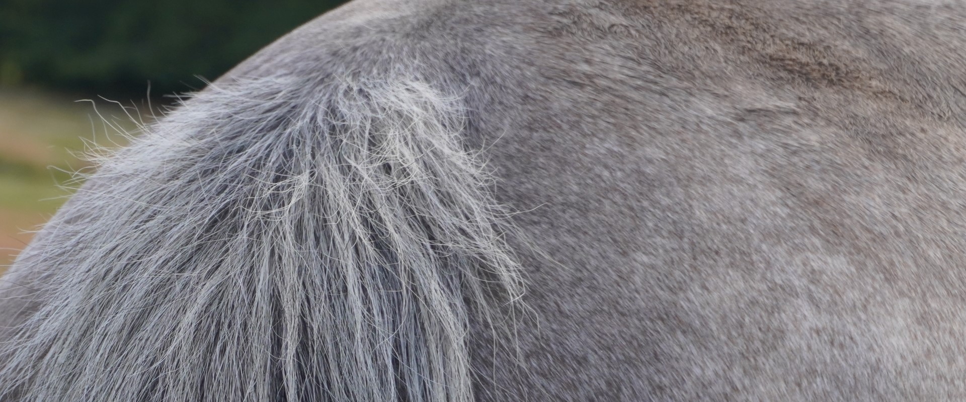 Horse's eyes communicate how they respond to shiatsu